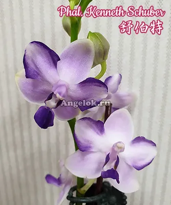 Фаленопсис Шуберт (Phalaenopsis Kenneth Schubert) Тайвань — купить в  интернет-магазине Ангелок