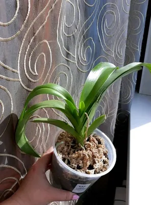 Doritaenopsis Kenneth Shubert | EXOTIC PLANT Редкие коллекционные растения