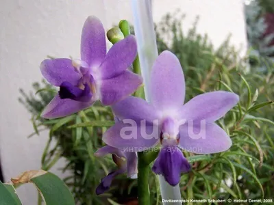 Doritaenopsis Kenneth Schubert x Doritaenopsis Purple Martin - форум  магазина коллекционных орхидей orchids.ua