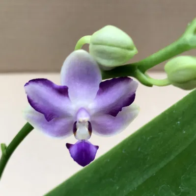 Phalaenopsis Kenneth Schubert Blue Angel - Орхидеи, орхидеи уход  субстратов, Oрхидариумы