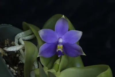 Синяя орхидея Kenneth Schubert Mericlone - YouTube