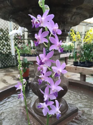 Orchidea Lux | Facebook