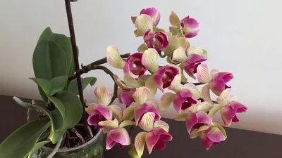 Orchidea Lux | Пышноцетущая Мультифлора Орхидея Бургунди Phal | Facebook