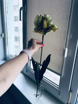 Орхидея венерин башмачок фото фото