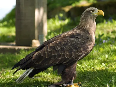 Орлан-белохвост, или сероватень (Haliaeetus albicilla)