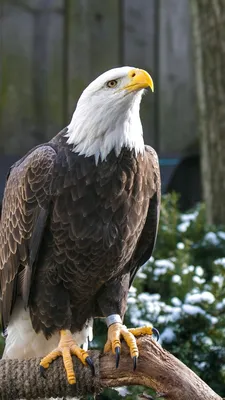 Скачать 720x1280 Белоголовый орлан, орел, птица, хищник, клюв, лапы обои,  картинки Samsung Galaxy S3 | Bald eagle, Eagles, Eagle