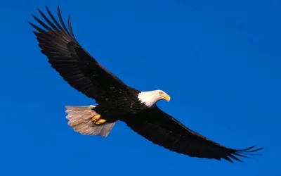 Белоголовый орлан хищная птица найдена в Северной Америке. Стоковое Фото -  изображение насчитывающей включает, величественно: 191738630