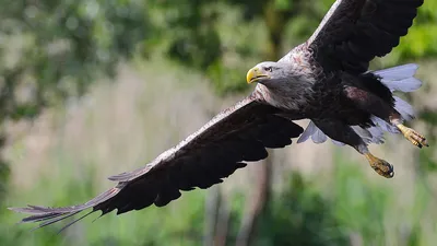 Скачать обои орел, птица, белоголовый орлан, eagle, bird разрешение  1920x1200 #37486