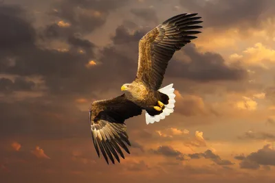 Белоплечий орлан: Крупнейшая птица Дальнего Востока и её разрушительная  мощь | Пикабу