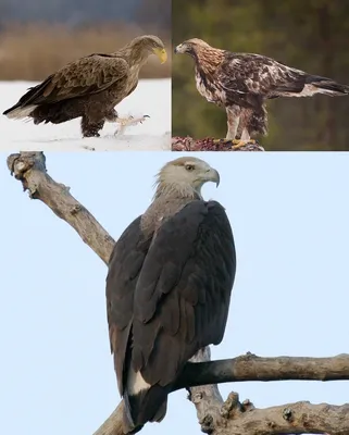 Орлан-белохвост стал в Латвии птицей 2012 года