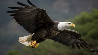 Белоголовый Орлан (Haliaeetus Leucocephalus) Кудахтанье. Птица Национальная  Птица Соединенных Штатов Америки. Фотография, картинки, изображения и  сток-фотография без роялти. Image 35888223