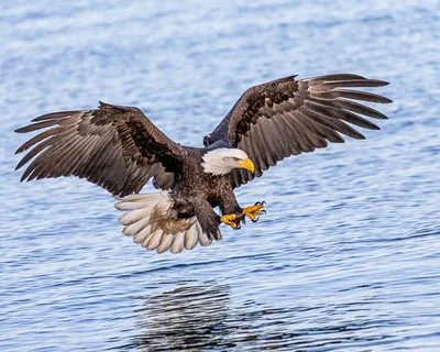 Птица Белоголовый орлан Bald eagle Stock Photo | Adobe Stock