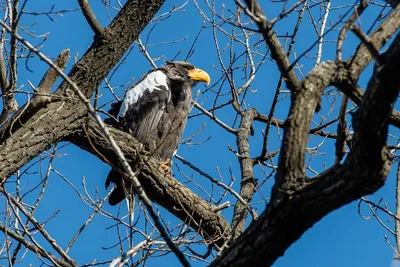 Белоголовый орлан или haliaeetus leucocephalus — хищная птица. | Премиум  Фото