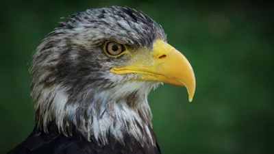 Белоголовый орлан, взрослая птица (Haliaeetus leucocephalus). | BirdWatch.by