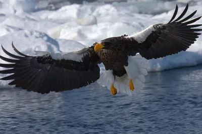 Орлан - величественная птица побережья – Это Сибирь!