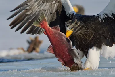 Бесплатное изображение: Белоголовый орлан, дикой природы, орнитология,  природа, птица, клюв, руководитель, хищник, перо