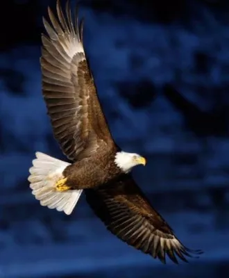 Скачать обои орел, птица, орлан, белоголовый орлан, chuck babbitt  разрешение 2880x1800 #151425