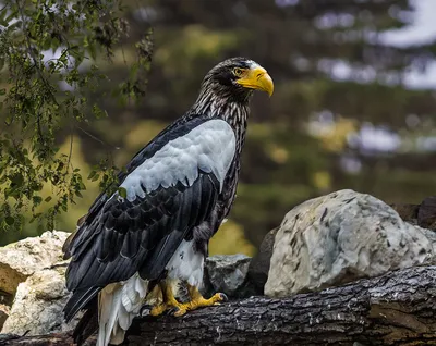 Видео: Съемка из гнезда белоголового орлана — как птицы заботятся о будущем  потомстве