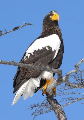 Скачать 800x1200 белоголовый орлан, орел, птица, хищник, коричневый, белый  обои, картинки iphone 4s/4 for parallax