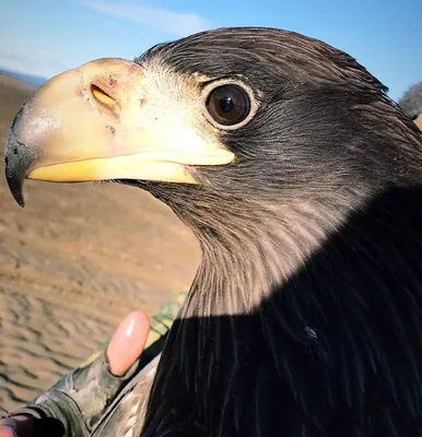 В Одессу залетела огромная хищная птица: орлан-белохвост (фото) | Новости  Одессы