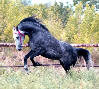 Орловский рысак (Орловская рысистая лошадь, Orlov trotter)