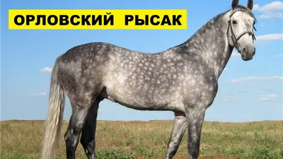 орловский рысак | Рысак, Красивые лошади, Лошадиные породы