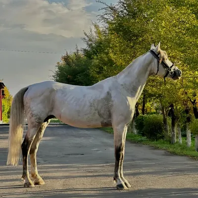 Орловский рысак - фотографии - equestrian.ru