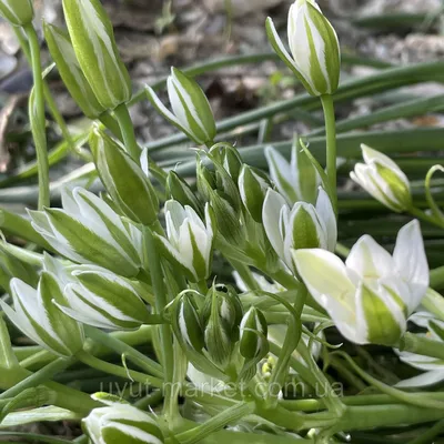 Орнитогалум дубиум Желтый 🌼 купить в Москве недорого с доставкой -  GoodFlora