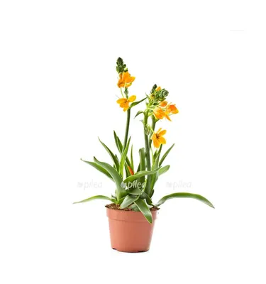 Орнитогалум Dubium Oranje в интернет магазине Украфлора