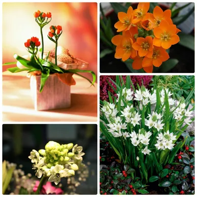 Орнитогалум Дубиум купить в Москве с доставкой | Магазин растений Bloom  Story (Блум Стори)