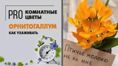 Купить Орнитогалум Дубиум Оранжевый Москва и МО от 1000 рублей, доставка