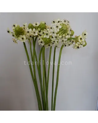 Цветы орнитогалум