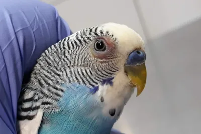 Орнитоз у птиц - Ветеринарный центр Природа