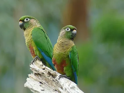 Австралийский королевский попугай, птенцы-выкормыши | Форумы о попугаях  Parrots.ru