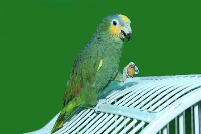 Джамиля Хамзина - Попугай корелла ручные птенцы выкормыши... | Facebook