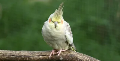 Австралийский королевский попугай, птенцы-выкормыши | Форумы о попугаях  Parrots.ru