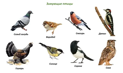 Зимующие птицы москвы и подмосковья (40 фото)