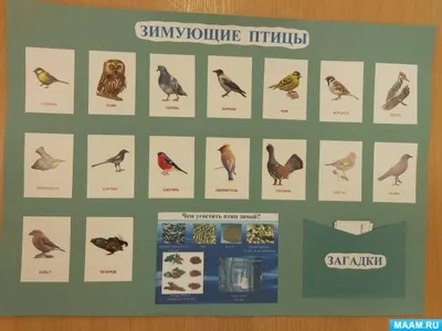 Проект «Зимующие птицы» (средняя группа) (3 фото). Воспитателям детских  садов, школьным учителям и педагогам - Маам.ру
