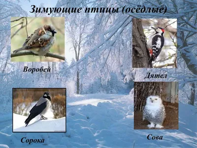 Карточки Зимующие птицы 16 разд.карт. 63х87 мм
