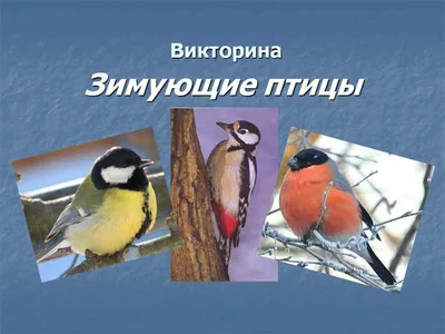 Иллюстрация Зимующие птицы... в стиле книжная графика |