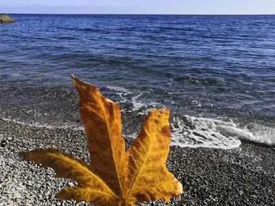 Осенний лист над морем, волны, …» — создано в Шедевруме