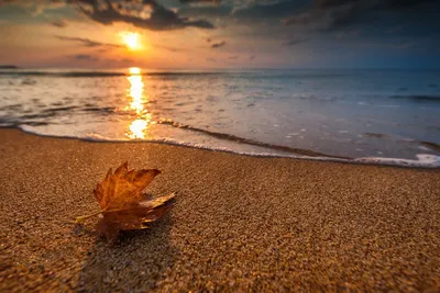 Золотая осень на морском побережье | Пикабу