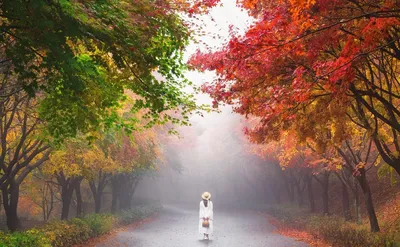 Яркая осень в Корее: как отправиться в страну утренней свежести — Новости  Хабаровска