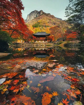 Осень в Корее - фото и картинки: 41 штук