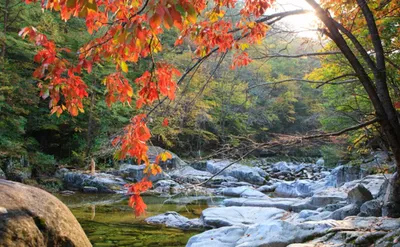 Осень в Корее Остров Nami, Сеул Корея Стоковое Изображение - изображение  насчитывающей померанцово, остров: 107012623