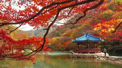 Онлайн пазл «Осень в Корее»