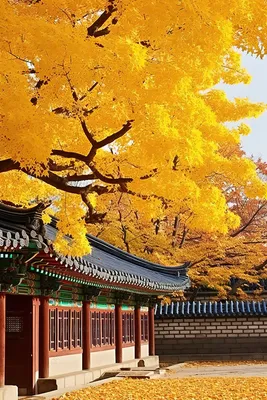 Осень на дворце Gyeongbokgung, Южной Корее Сеула Стоковое Фото -  изображение насчитывающей строя, природа: 101293934