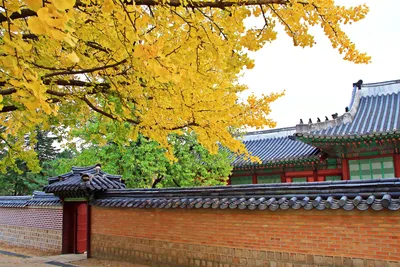 Что можно увидеть в Южной Корее осенью - яркий фоторепортаж | Туристический  бизнес Санкт-Петербурга
