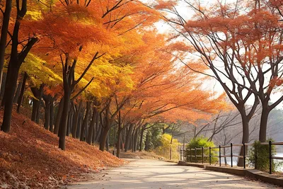 Осень в Корее - 45 фото