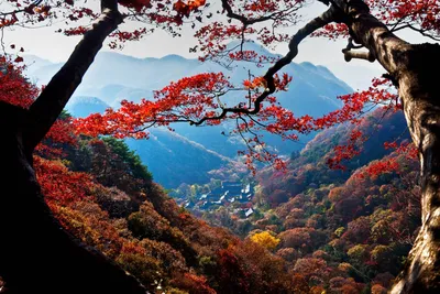 Осень в Южной Корее: что обязательно сделать? - Portretix